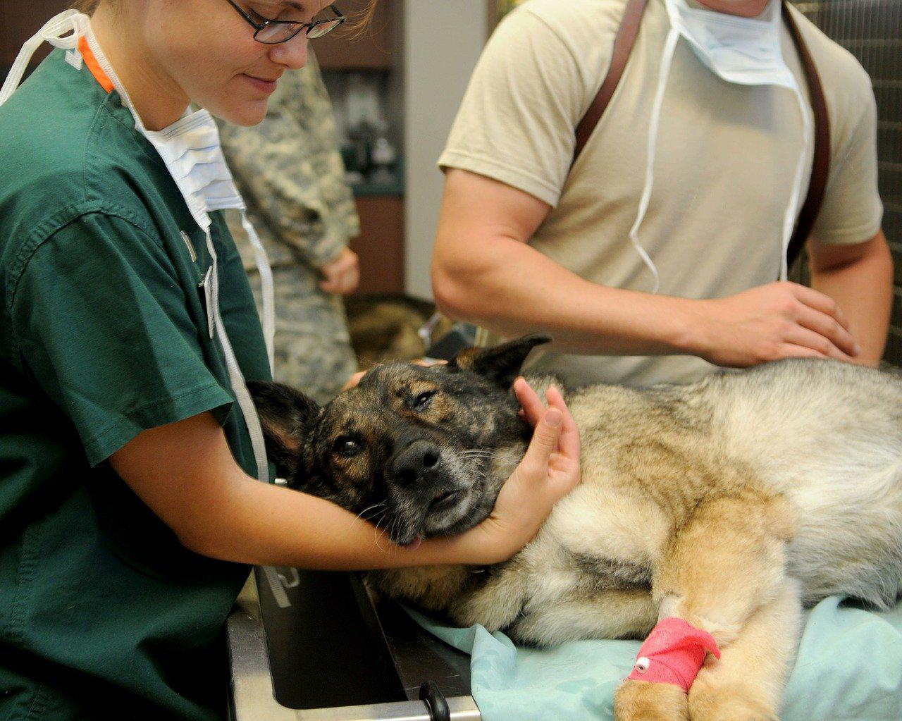Letters to a Young Veterinarian: What I’ve learned in 20 years of practice