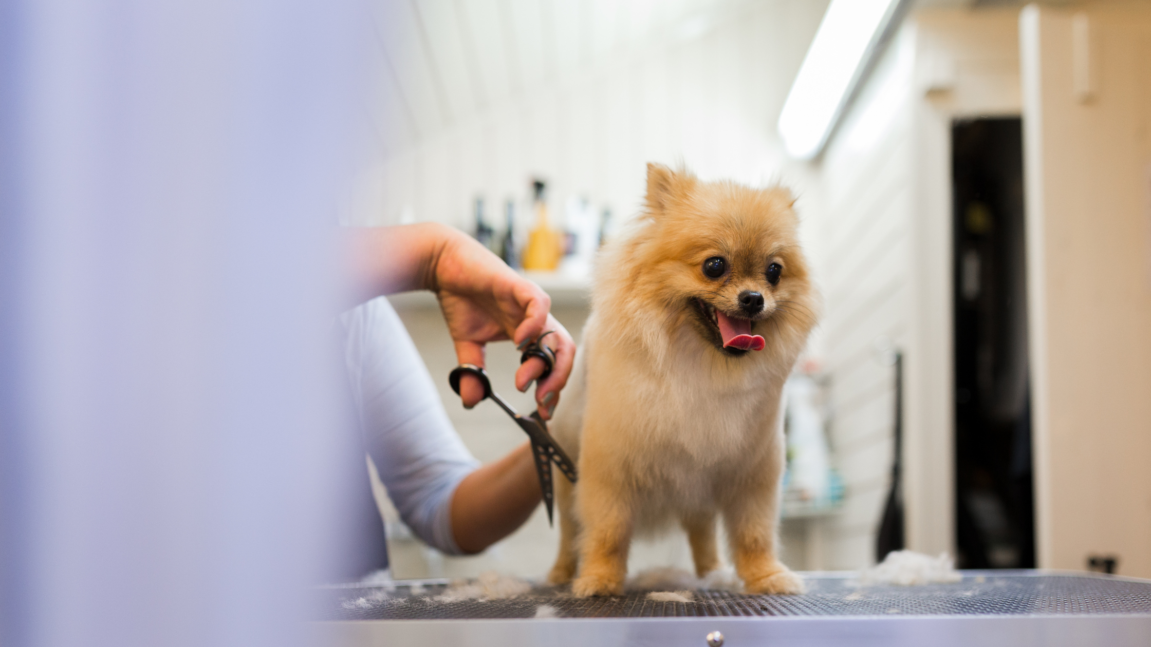 The Impact of Seasonal Changes on Pet Grooming