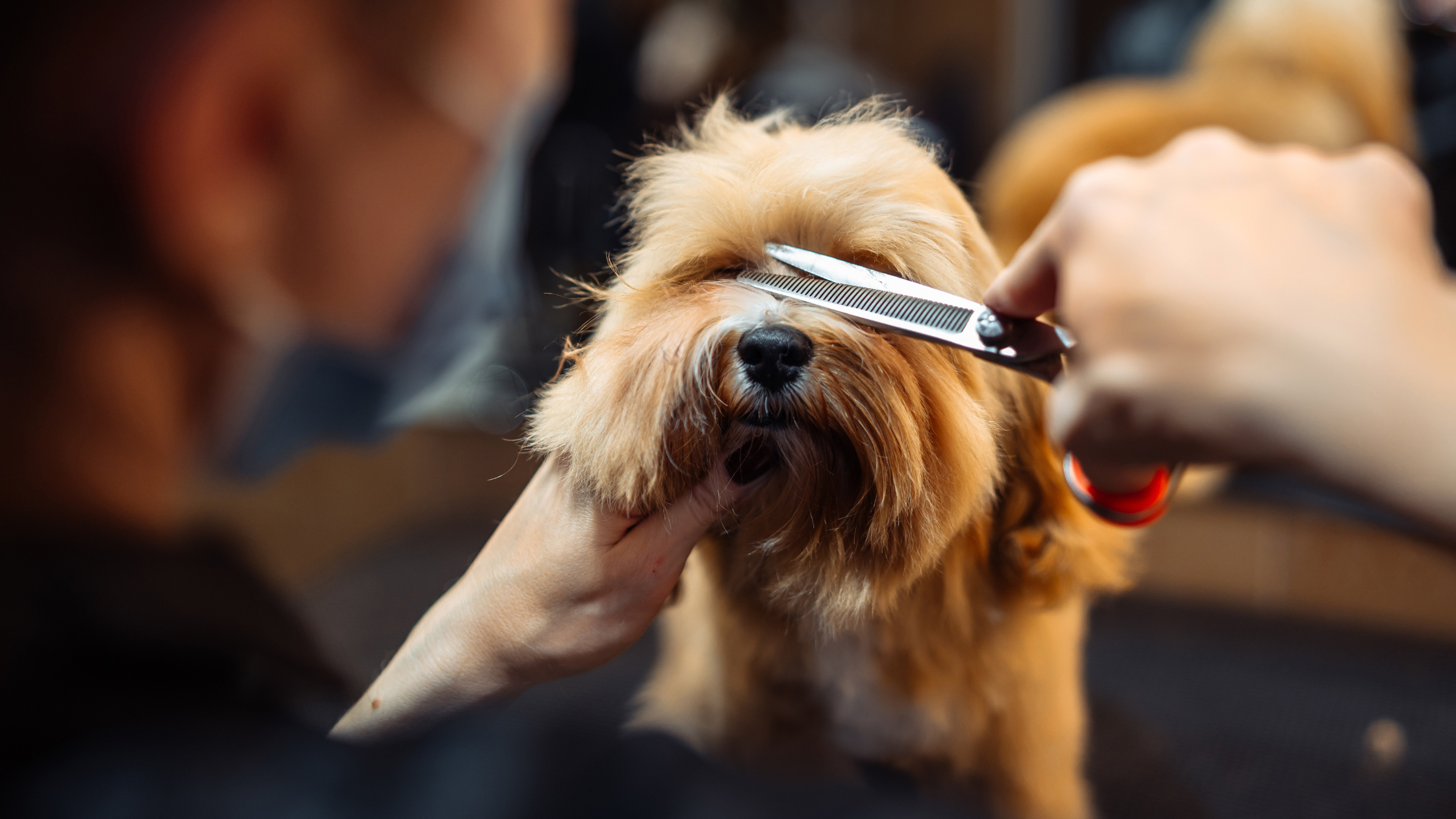 Understanding Pet Grooming Needs for Different Breeds
