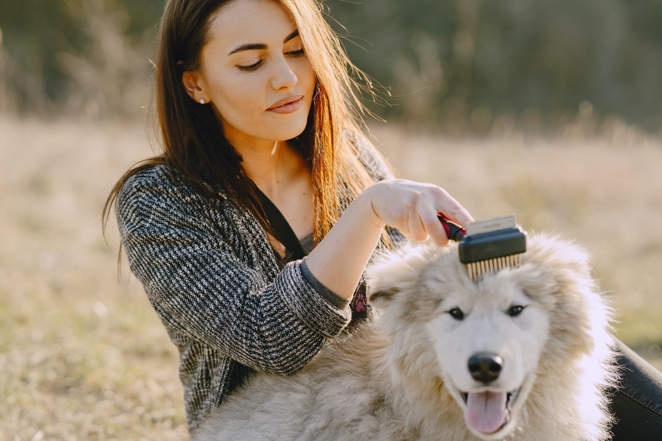 Don't Just Brush Your Dog's Coat, Love It!