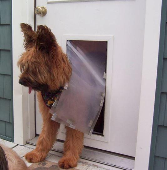 door mounted dog and pet door