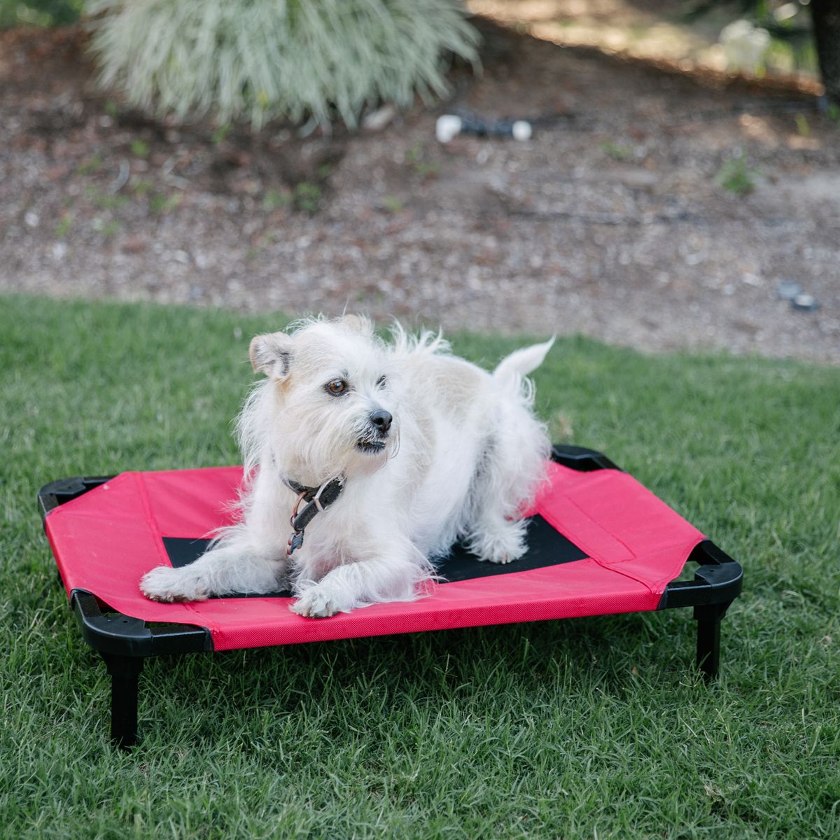 Lucky Dog Comfort Cot