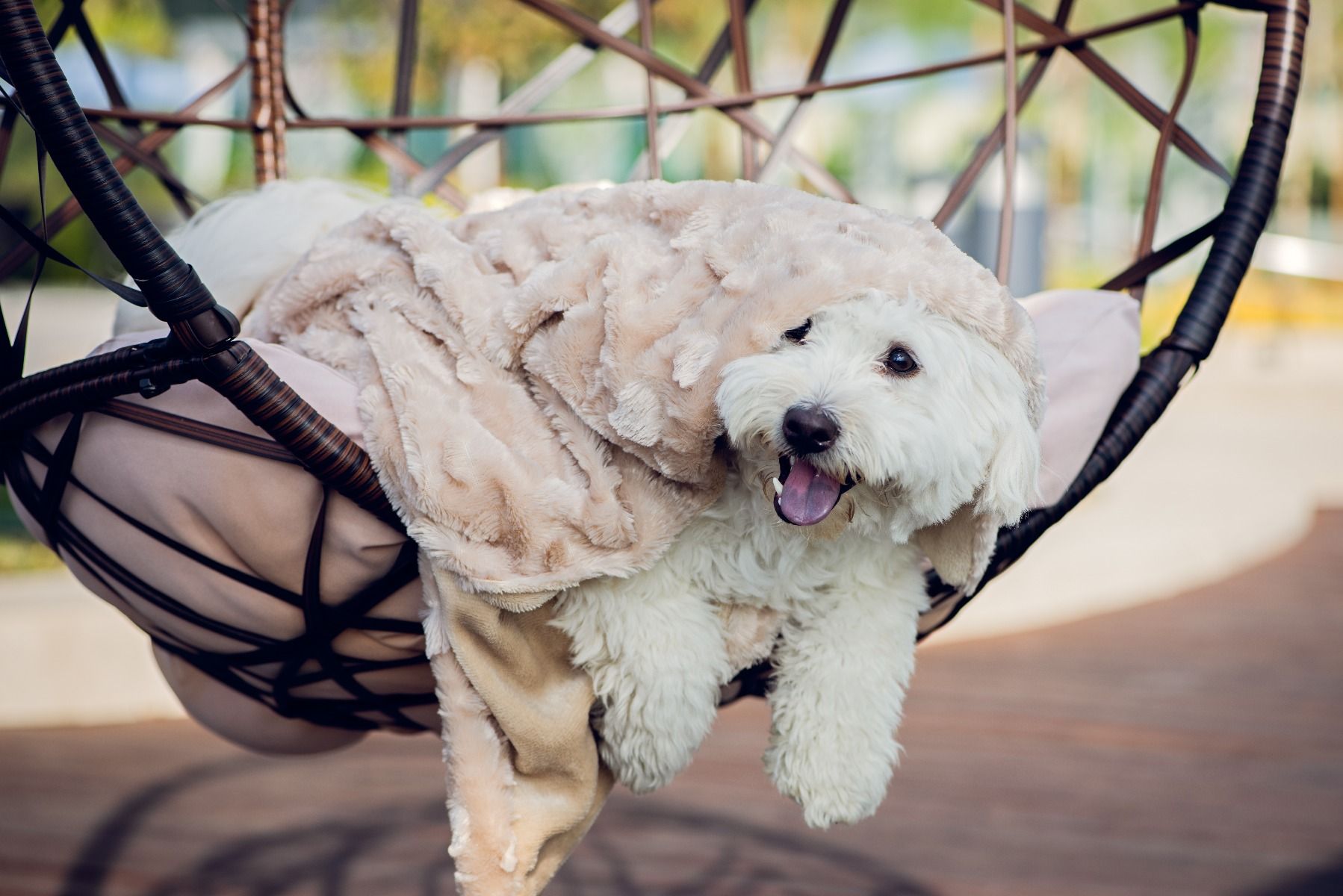 Petique Velvet Blanky Pet Blanket