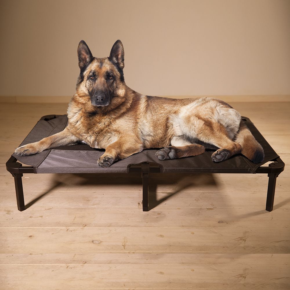 Lucky Dog Comfort Cot