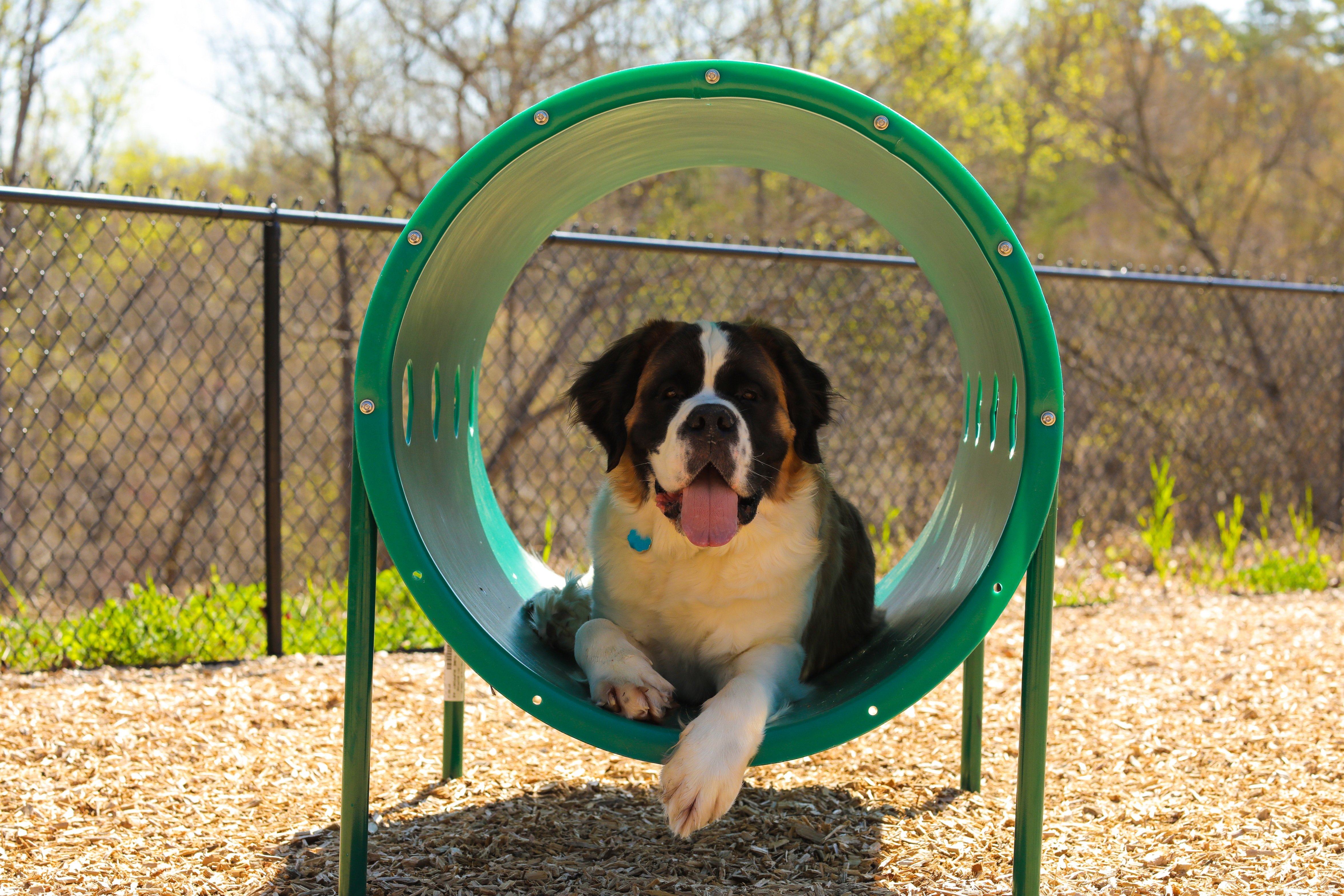BarkPark by UltraSite Doggie Crawl