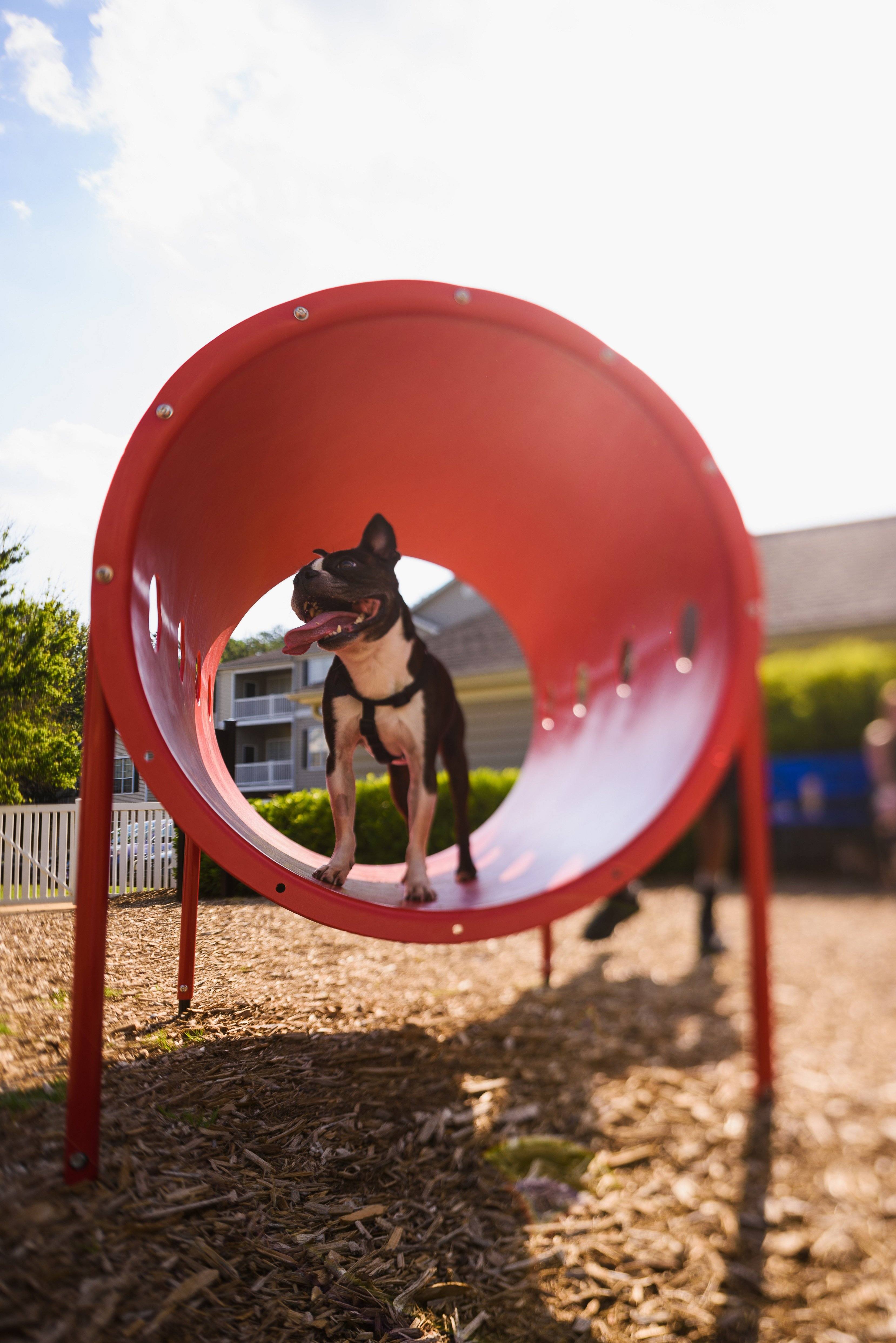 BarkPark by UltraSite Doggie Crawl