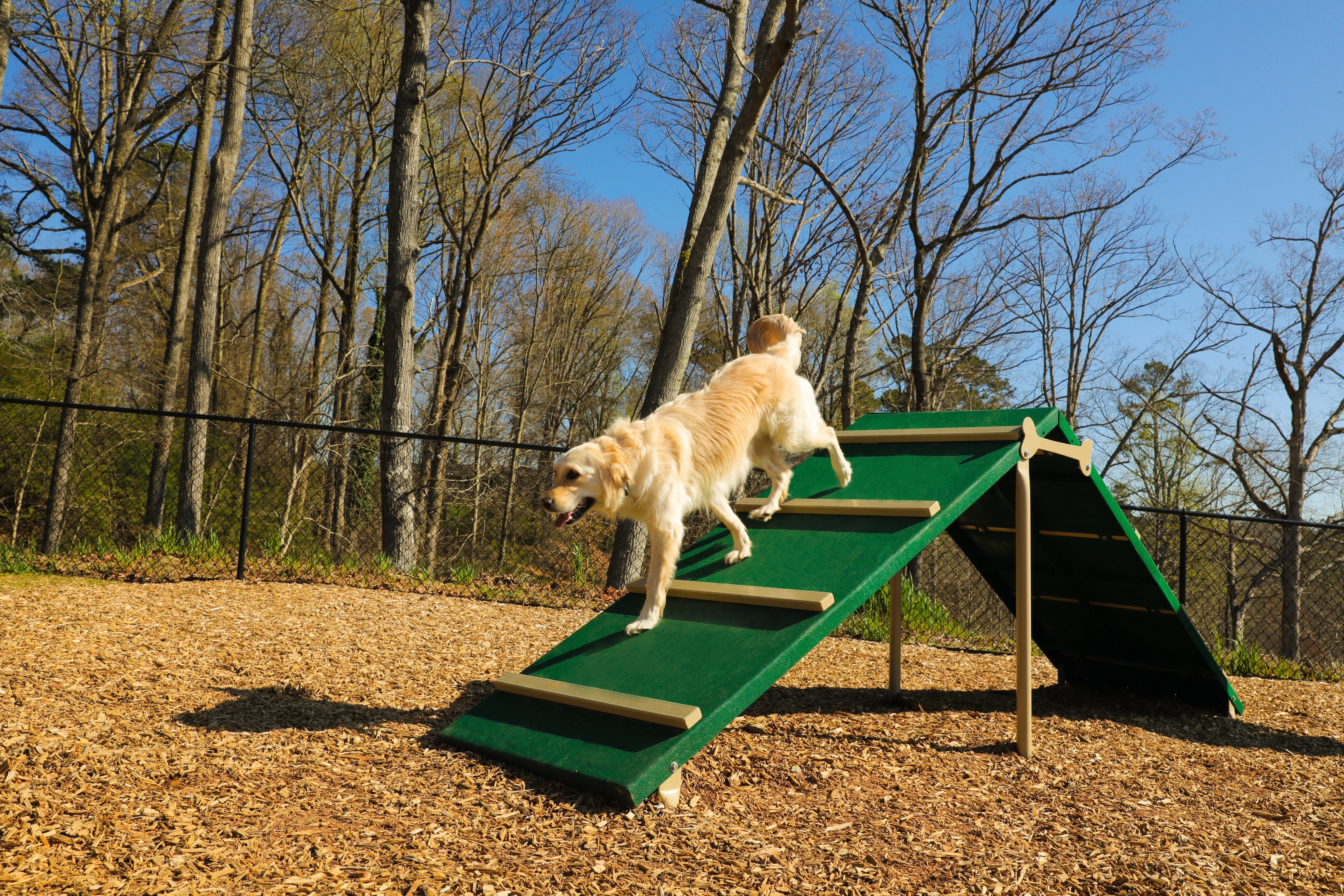 BarkPark by UltraSite King of the Hill