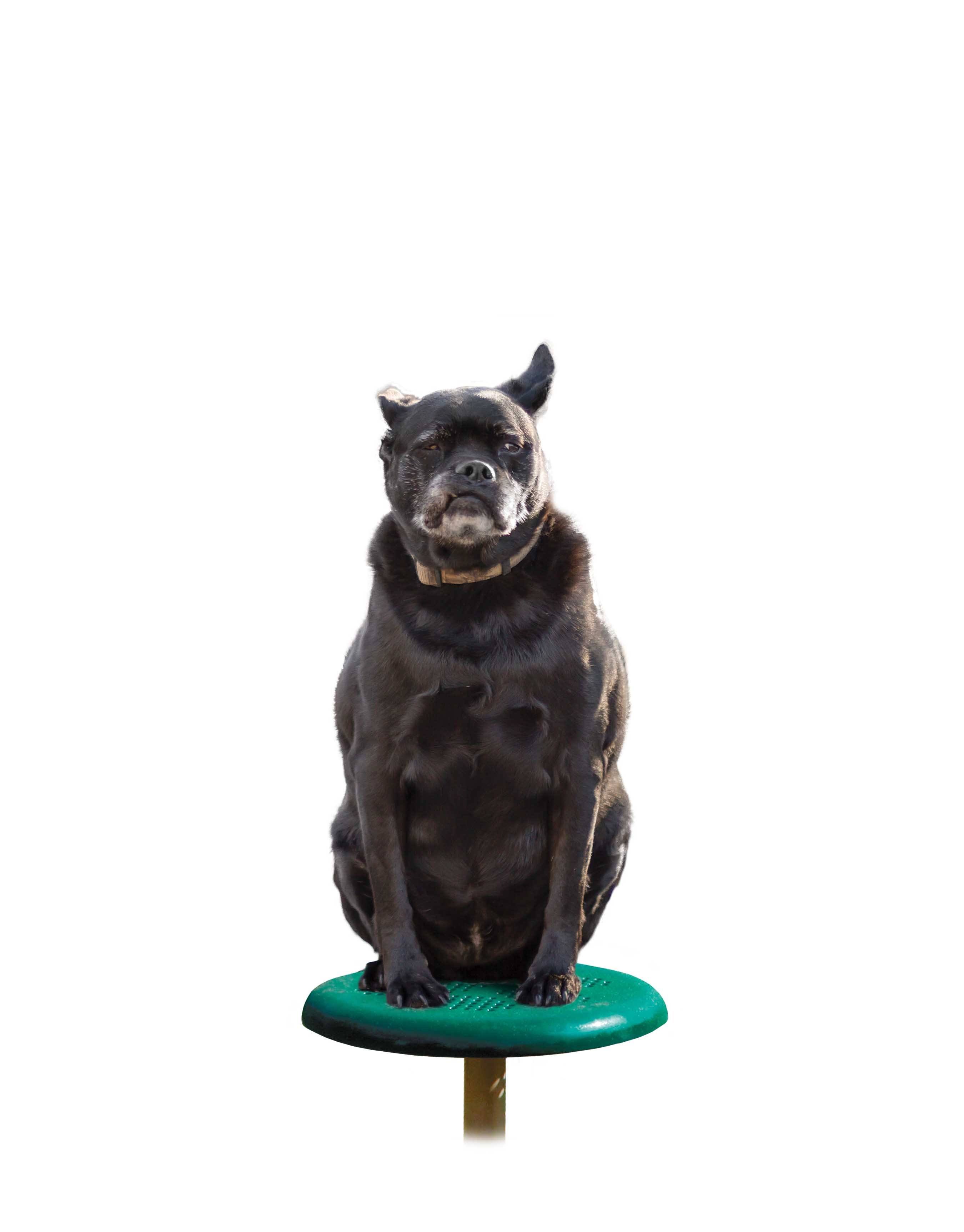 BarkPark by UltraSite Stepping Paws