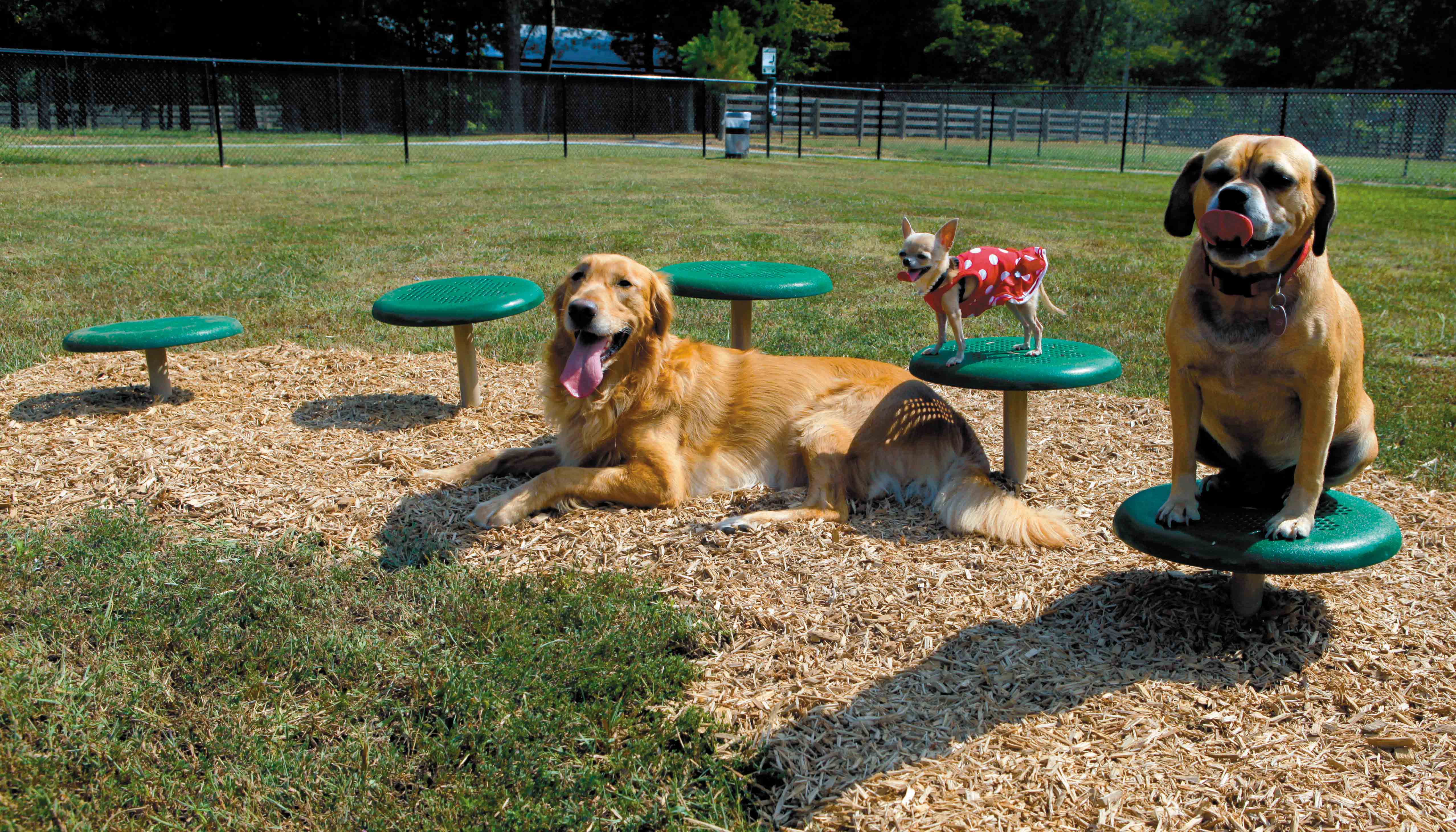 BarkPark by UltraSite Stepping Paws