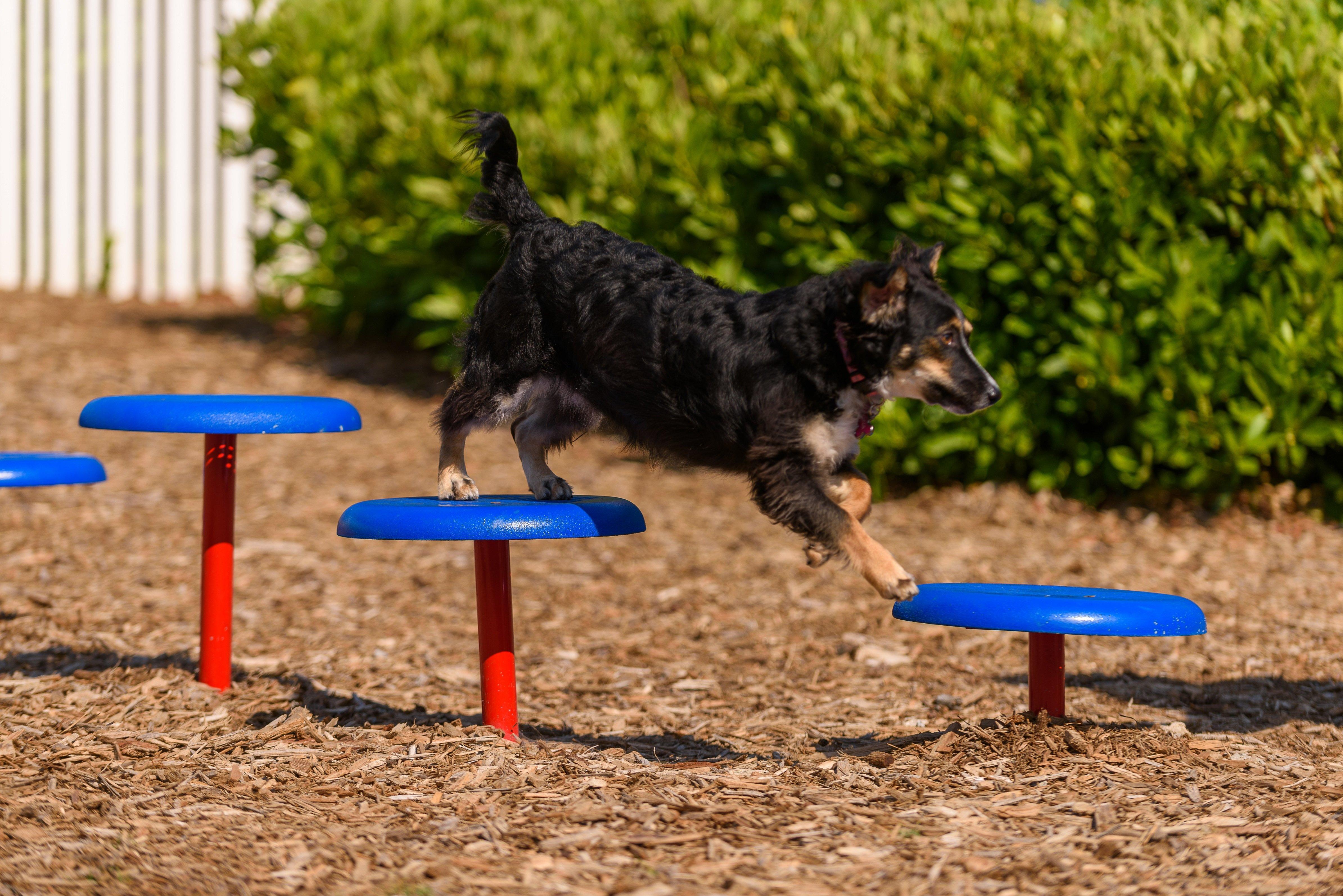 BarkPark by UltraSite Stepping Paws