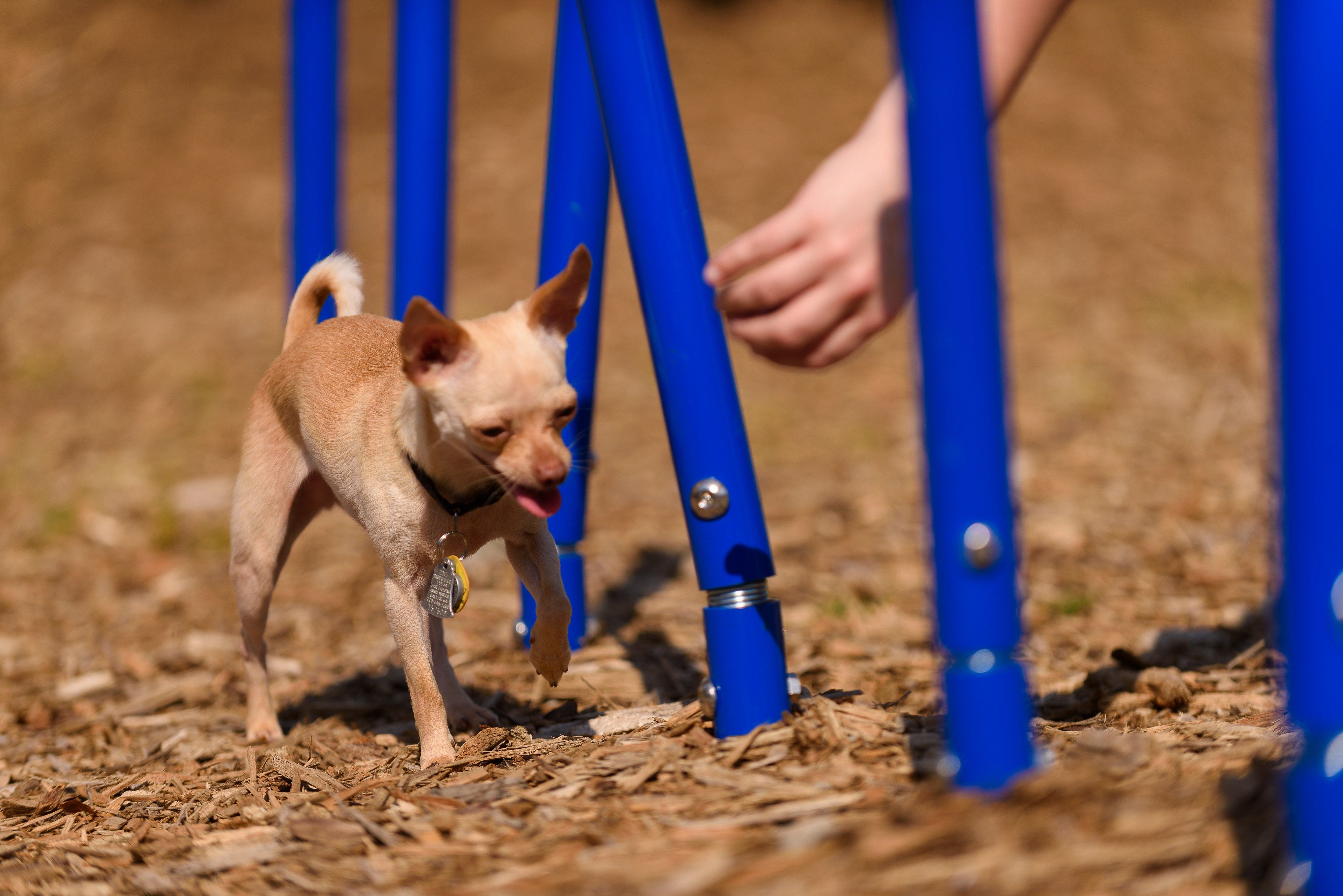 BarkPark by Ultrasite Weave Posts