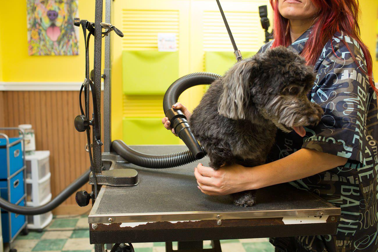 Metrovac Air Force MASTER Blaster Multi-Speed Dog & Pet Dryer