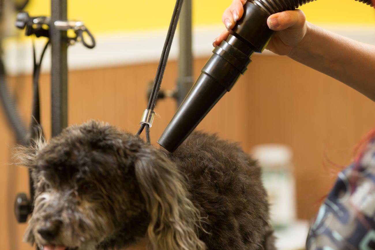 Metrovac Air Force MASTER Blaster Multi-Speed Dog & Pet Dryer