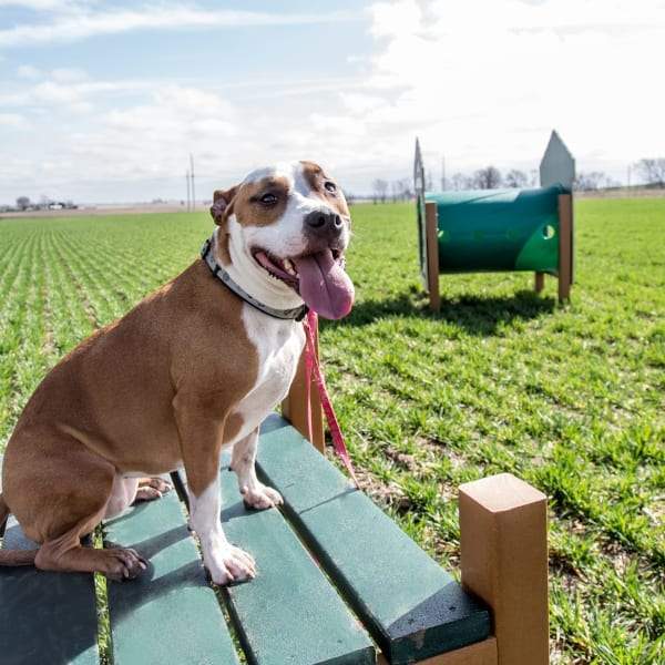 BarkPark by UltraSite Recycled Grooming Table
