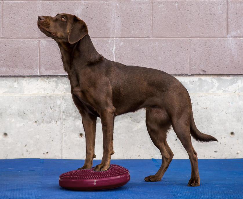 FitPAWS Balance Discs