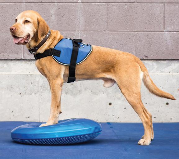 FitPAWS Balance Discs