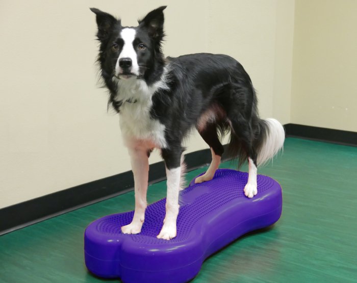 FitPAWS Giant K9FITbone