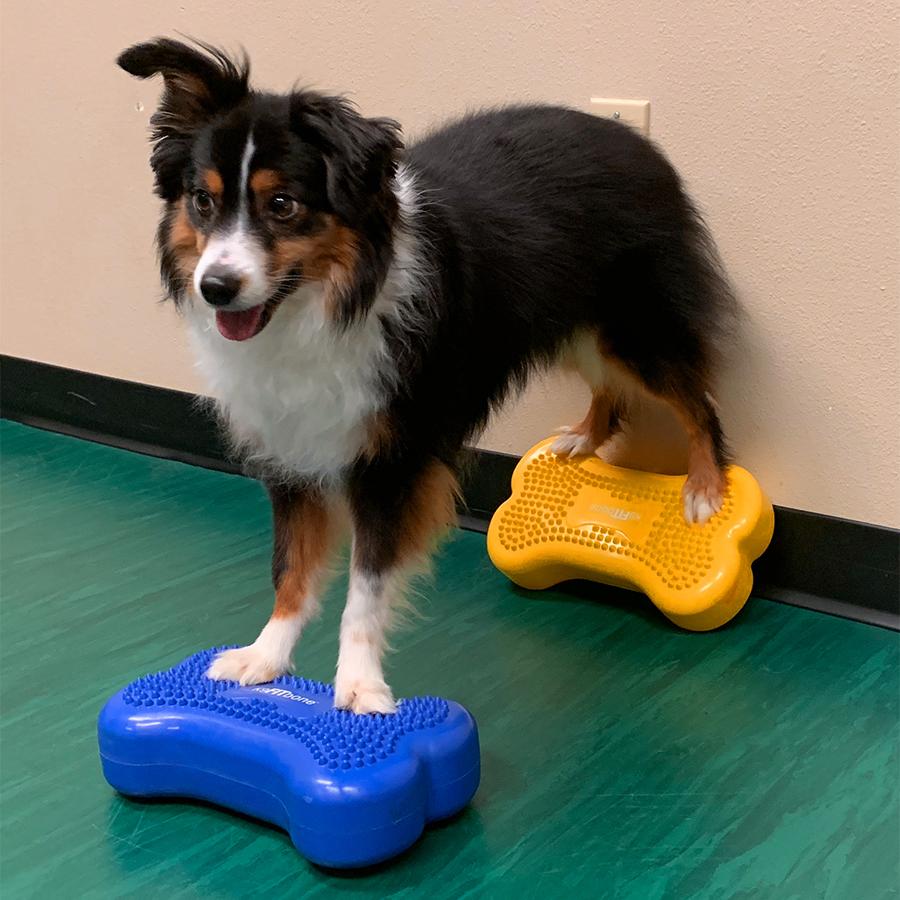 FitPAWS National Canine Fitness Month KIT