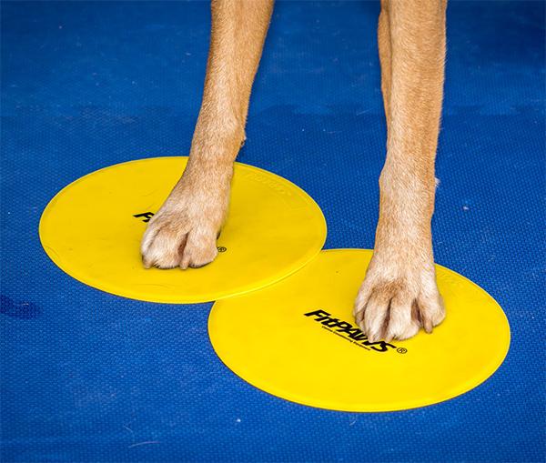 FitPAWS National Canine Fitness Month KIT