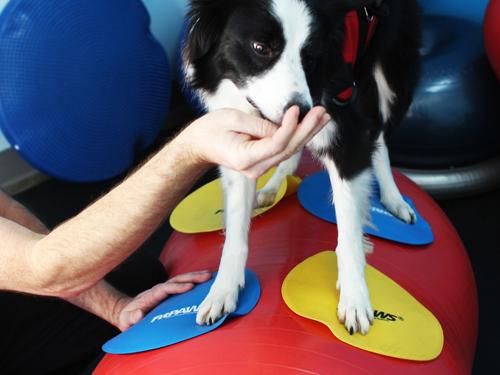 FitPAWS National Canine Fitness Month KIT