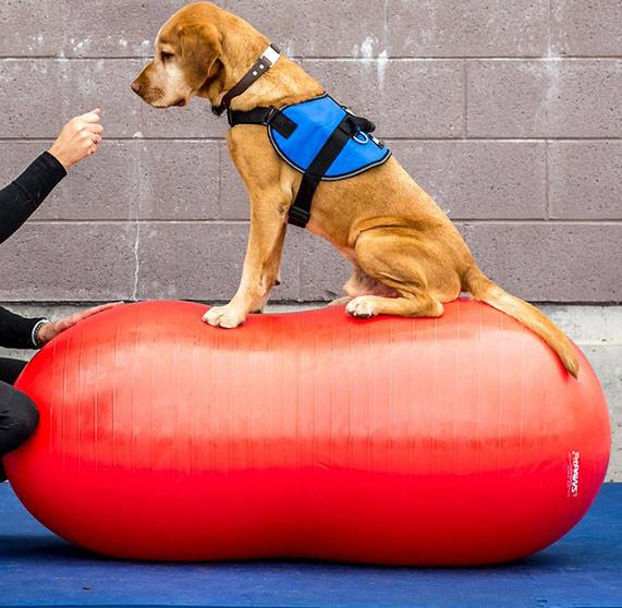 FitPAWS Peanut