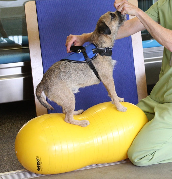 FitPAWS Peanut