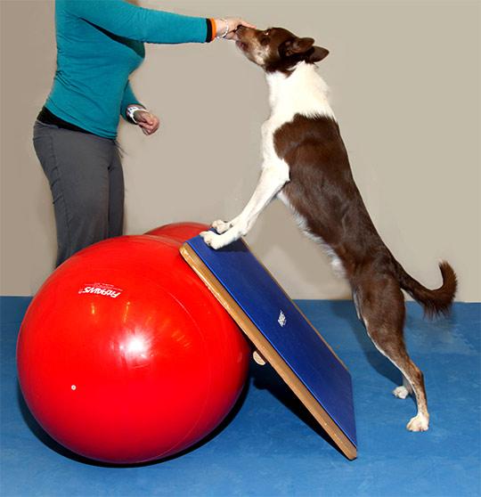 FitPAWS Peanut