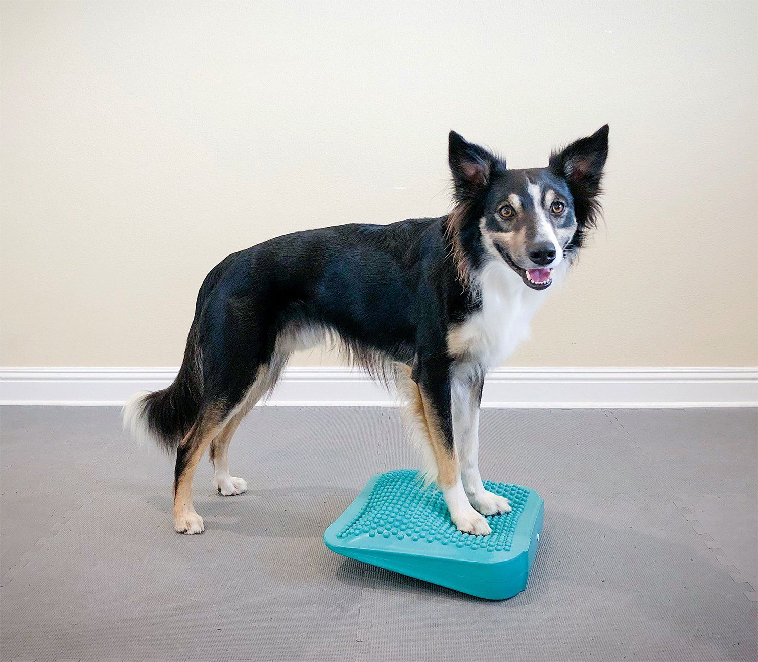 FitPAWS Ramp