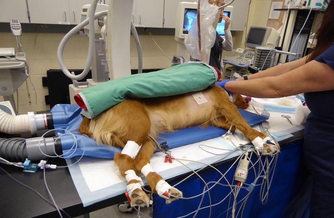 Veterinary Warming Solutions HoverHeat