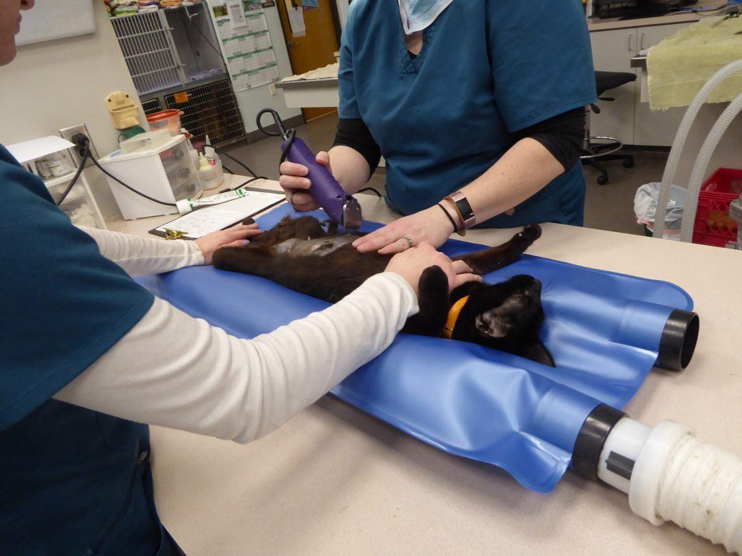 Veterinary Warming Solutions HoverHeat