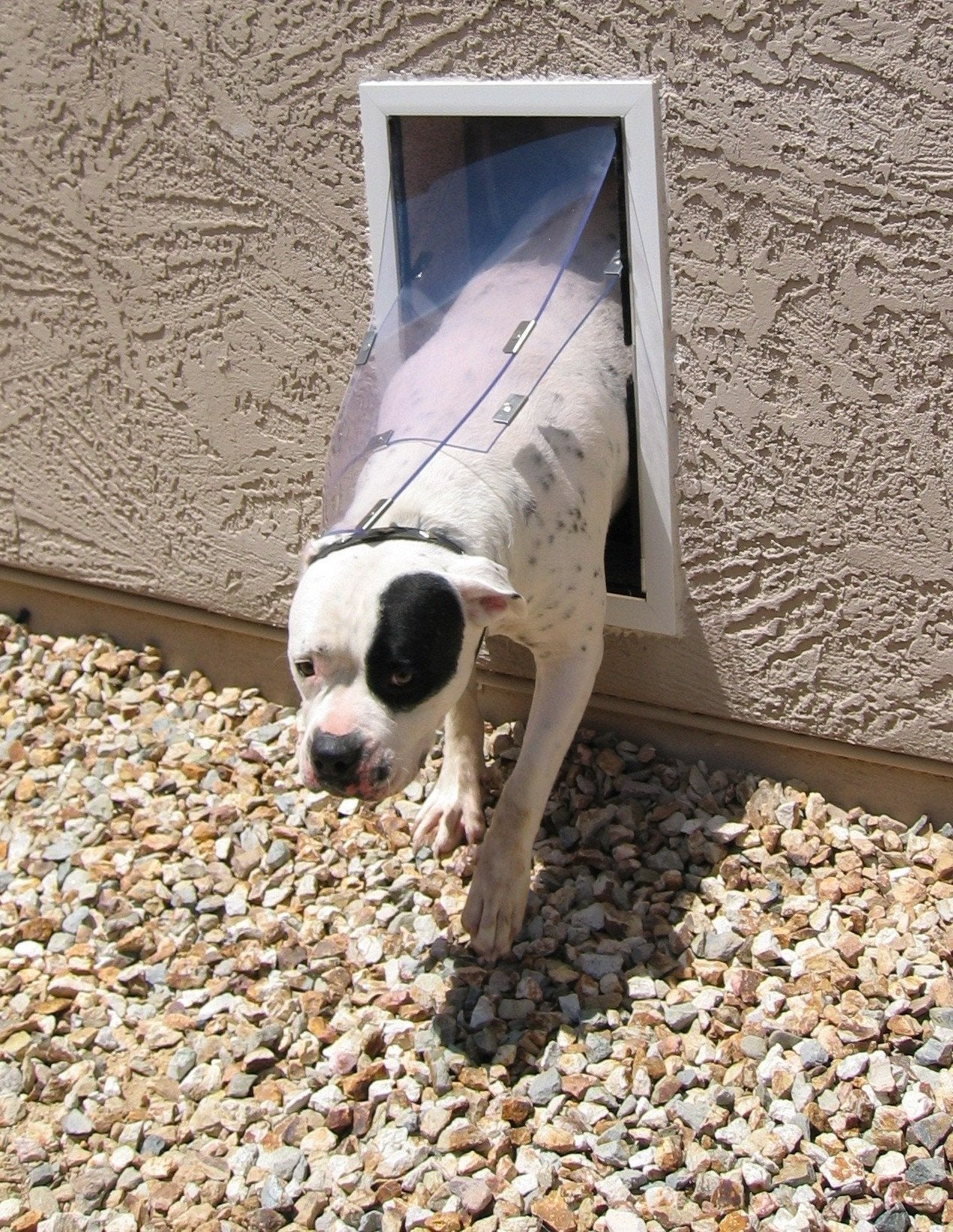 Hale Pet Door for Walls | Secure In Wall Mount Dog Door & Cat Door