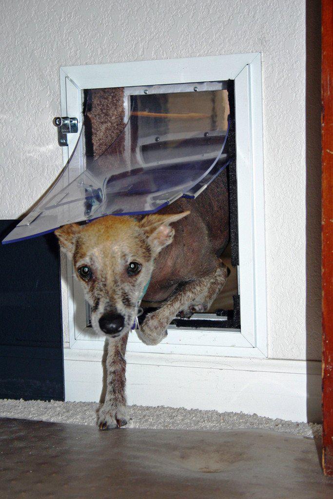 Hale Pet Door for Walls | Secure In Wall Mount Dog Door & Cat Door