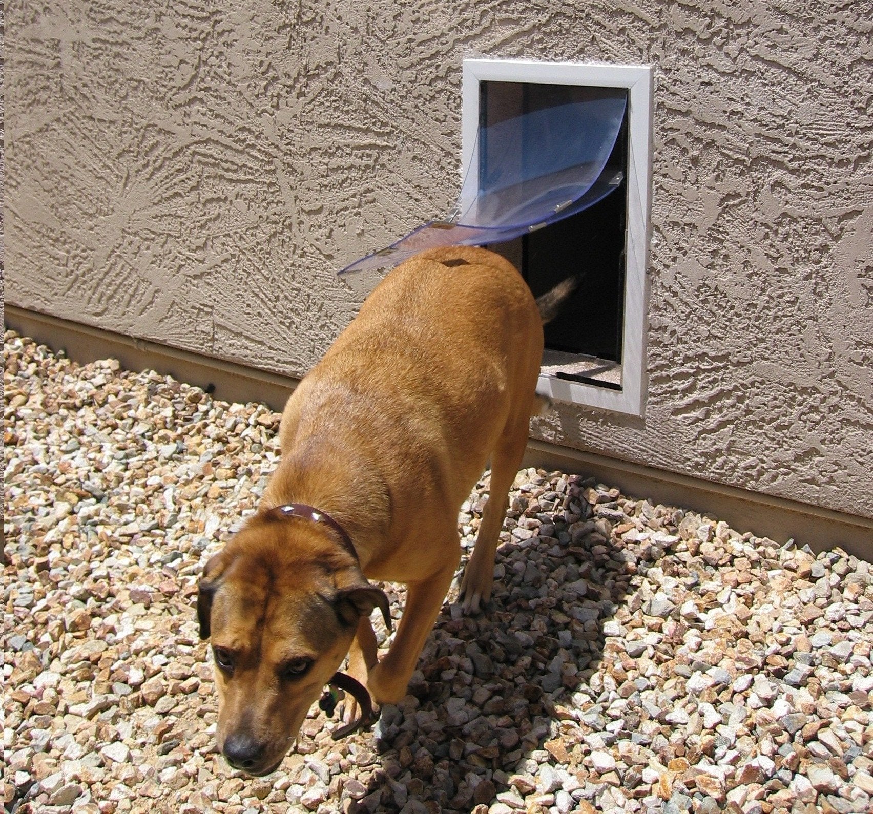 Hale Pet Door for Walls | Secure In Wall Mount Dog Door & Cat Door