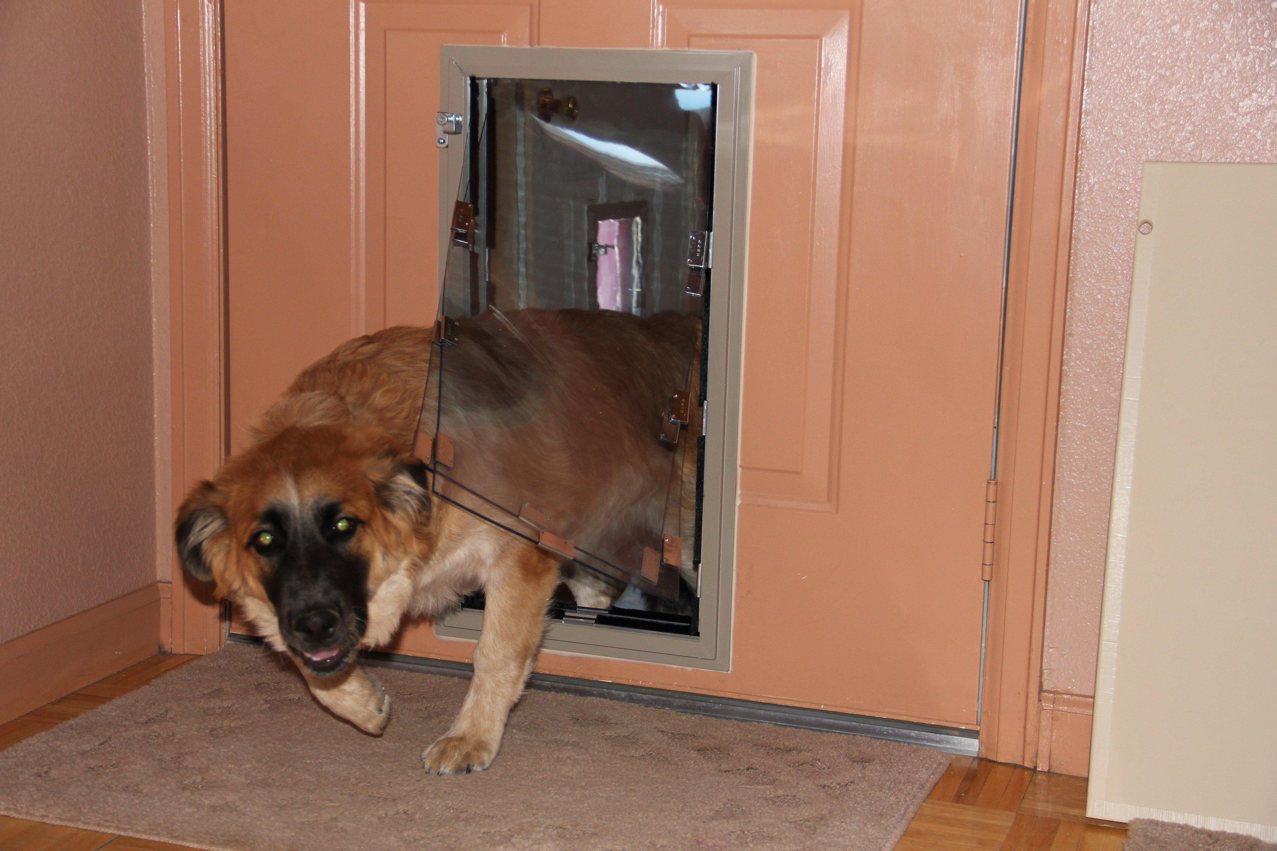 Hale Pet Door - In Door Mount Installation Dog Door & Cat Door