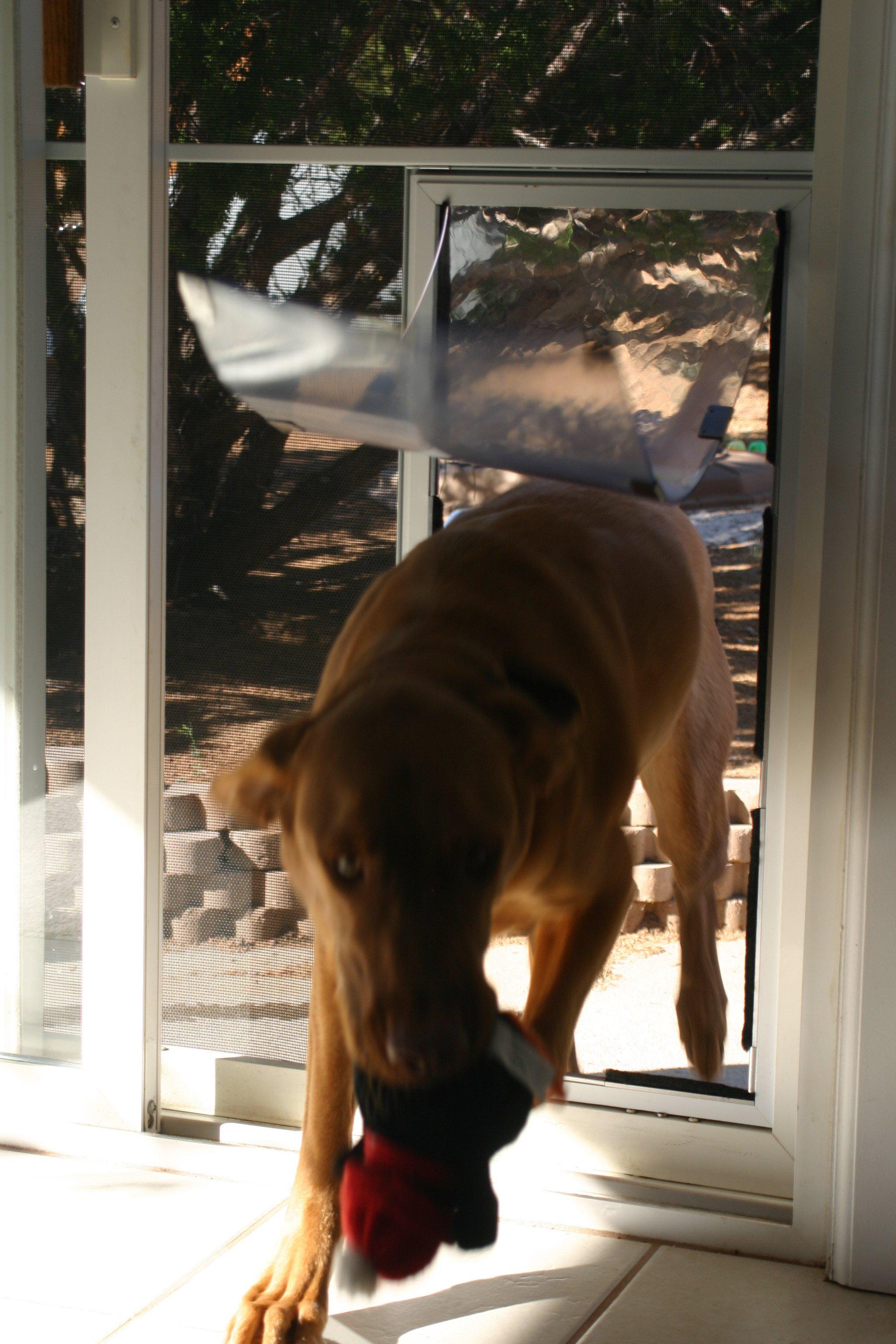 Hale Pet Door - Screen Mounted Cat & Dog Door