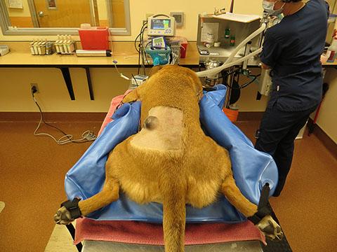 HUG-U-VAC Surgical Body Positioning System