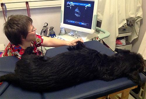 DRE Tabletop Veterinary Ultrasound Exam Table